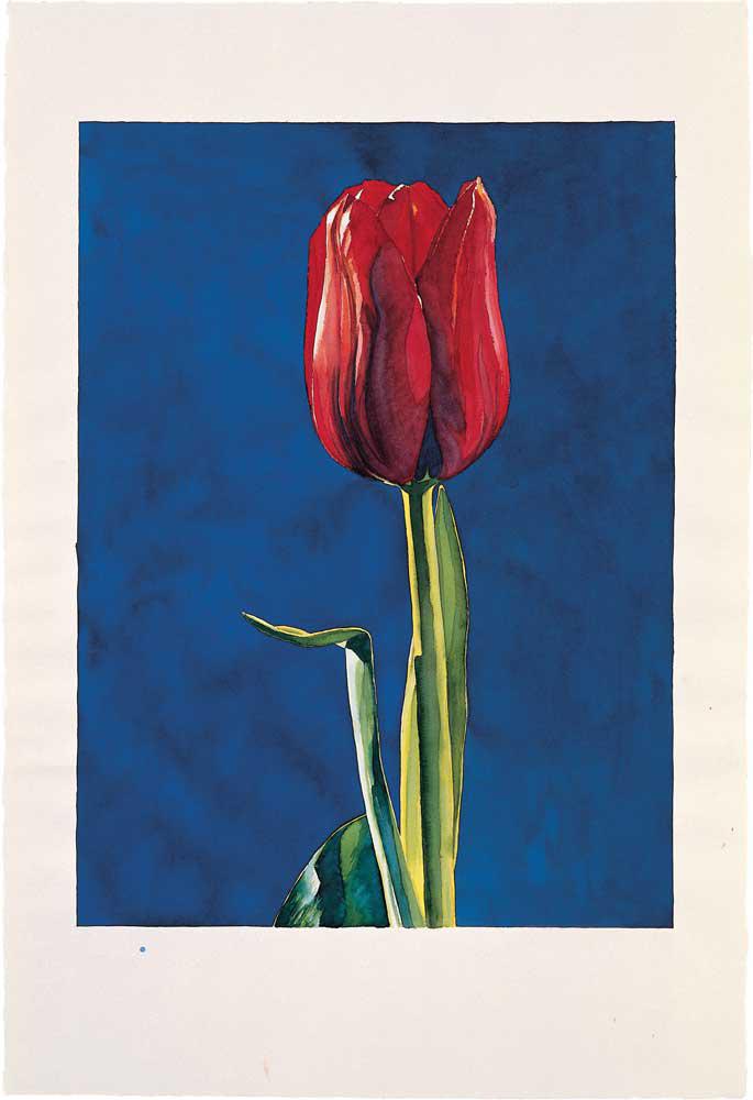Tulip (Blue B.), ink on handmade paper, 112 x 76 cm, 2004