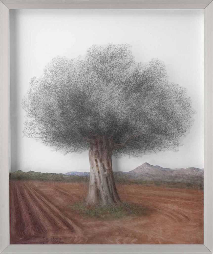 Olive Tree 1, plexiglass dust and charcoal on transparent film, 47 x 57 cm, 2015