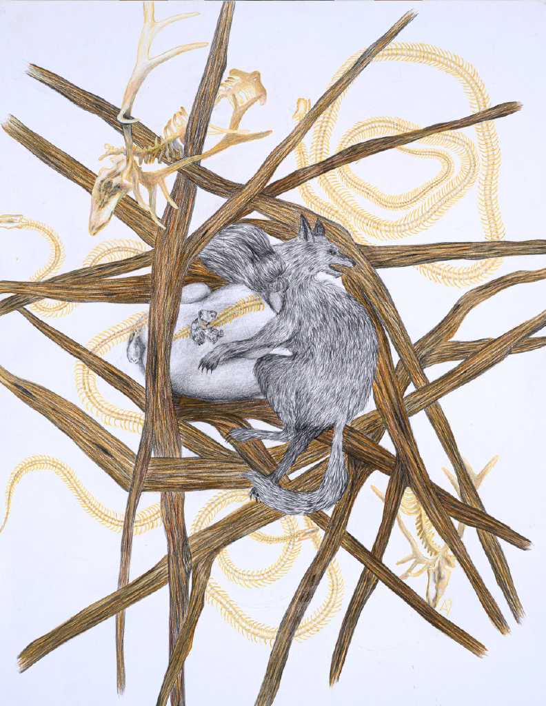 La loba, coloured pencil on paper, 50 x 64 cm, 2022